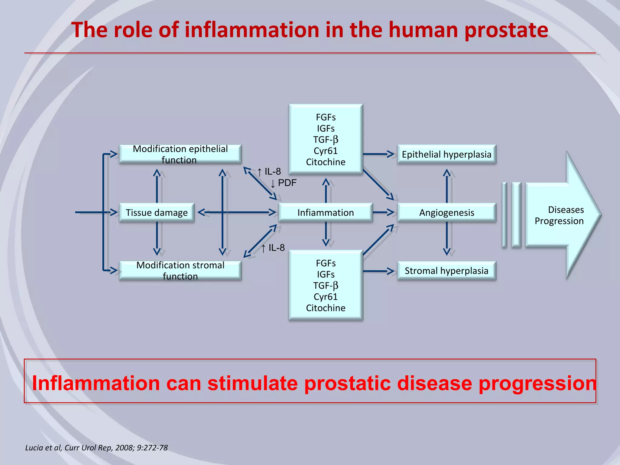 The role of inflammation in the human prostate


                                                                         FGFs
                                                                         IGFs
                                                                        TGF-β
                               Modification epithelial                  Cyr61       Epithelial hyperplasia
                                     function                         Citochine
                                                         ↑ IL-8
                                                             ↓ PDF


                             Tissue damage                           Infiammation       Angiogenesis            Diseases
                                                                                                             Progression

                                                         ↑ IL-8
                                Modification stromal                     FGFs
                                                                         IGFs       Stromal hyperplasia
                                      function
                                                                        TGF-β
                                                                        Cyr61
                                                                      Citochine




 Inflammation can stimulate prostatic disease progression

Lucia et al, Curr Urol Rep, 2008; 9:272-78
 