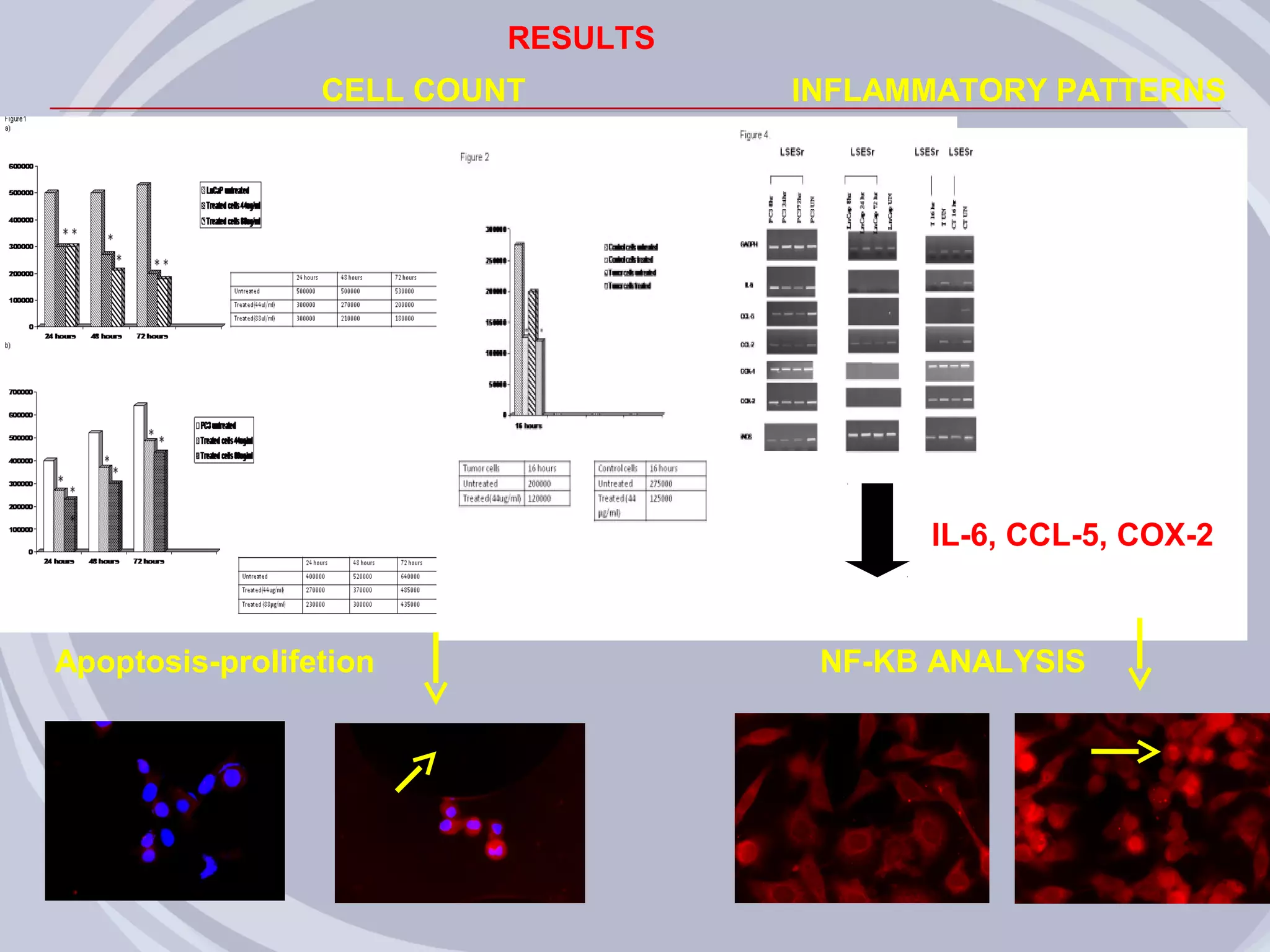 RESULTS
                 CELL COUNT         INFLAMMATORY PATTERNS




                                          IL-6, CCL-5, COX-2


Apoptosis-prolifetion                NF-KB ANALYSIS
 