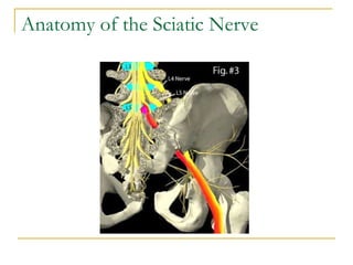 Anatomy of the Sciatic Nerve 