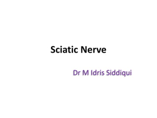 Sciatic Nerve
Dr M Idris Siddiqui
 