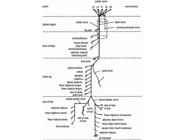 Sciatic Nerve Flow Chart