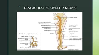 ◤
BRANCHES OF SCIATIC NERVE
 