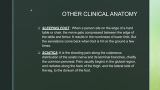 ◤
OTHER CLINICAL ANATOMY
 SLEEPING FOOT : When a person sits on the edge of a hard
table or chair, the nerve gets compressed between the edge of
the table and femur. It results in the numbness of lower limb. But
the sensations come back when foot is hit on the ground a few
times.
 SCIATICA: It is the shooting pain along the cutaneous
distribution of the sciatic nerve and its terminal branches, chiefly
the common peroneal. Pain usually begins in the gluteal region,
and radiates along the back of the thigh, and the lateral side of
the leg, to the dorsum of the foot.
 