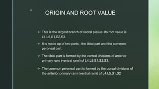 ◤
ORIGIN AND ROOT VALUE
 This is the largest branch of sacral plexus. Its root value is
L4,L5,S1,S2,S3.
 It is made up of two parts , the tibial part and the common
peroneal part.
 The tibial part is formed by the ventral divisions of anterior
primary rami (ventral rami) of L4,L5,S1,S2,S3.
 The common peroneal part is formed by the dorsal divisions of
the anterior primary rami (ventral rami) of L4,L5,S1,S2
 