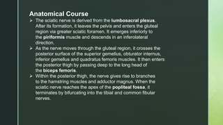 Anatomical Course
 The sciatic nerve is derived from the lumbosacral plexus.
After its formation, it leaves the pelvis and enters the gluteal
region via greater sciatic foramen. It emerges inferiorly to
the piriformis muscle and descends in an inferolateral
direction.
 As the nerve moves through the gluteal region, it crosses the
posterior surface of the superior gemellus, obturator internus,
inferior gemellus and quadratus femoris muscles. It then enters
the posterior thigh by passing deep to the long head of
the biceps femoris.
 Within the posterior thigh, the nerve gives rise to branches
to the hamstring muscles and adductor magnus. When the
sciatic nerve reaches the apex of the popliteal fossa, it
terminates by bifurcating into the tibial and common fibular
nerves.
 