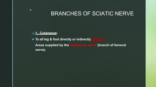 ◤
BRANCHES OF SCIATIC NERVE
 1. Cutaneous:
⚫ To all leg & foot directly or indirectly EXCEPT:
Areas supplied by the saphenous nerve (branch of femoral
nerve).
 