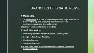 ◤
BRANCHES OF SCIATIC NERVE
2. Muscular:
• To Hamstrings: It is one of the three posterior thigh muscles in
between the hip and knee (m-l, semimembranosus,
semitendonosus, and biceps femoris)
(flexors of knee & extensors of the hip).
(through tibial part) to:
1. Hamstring part of Adductor Magnus. ,(ischial part)
2. Long head of Biceps Femoris.
3. Semitendinosus.
4. Semimembranosus.
NB. The short head of biceps receives its branch (common
peroneal) nerve.
 