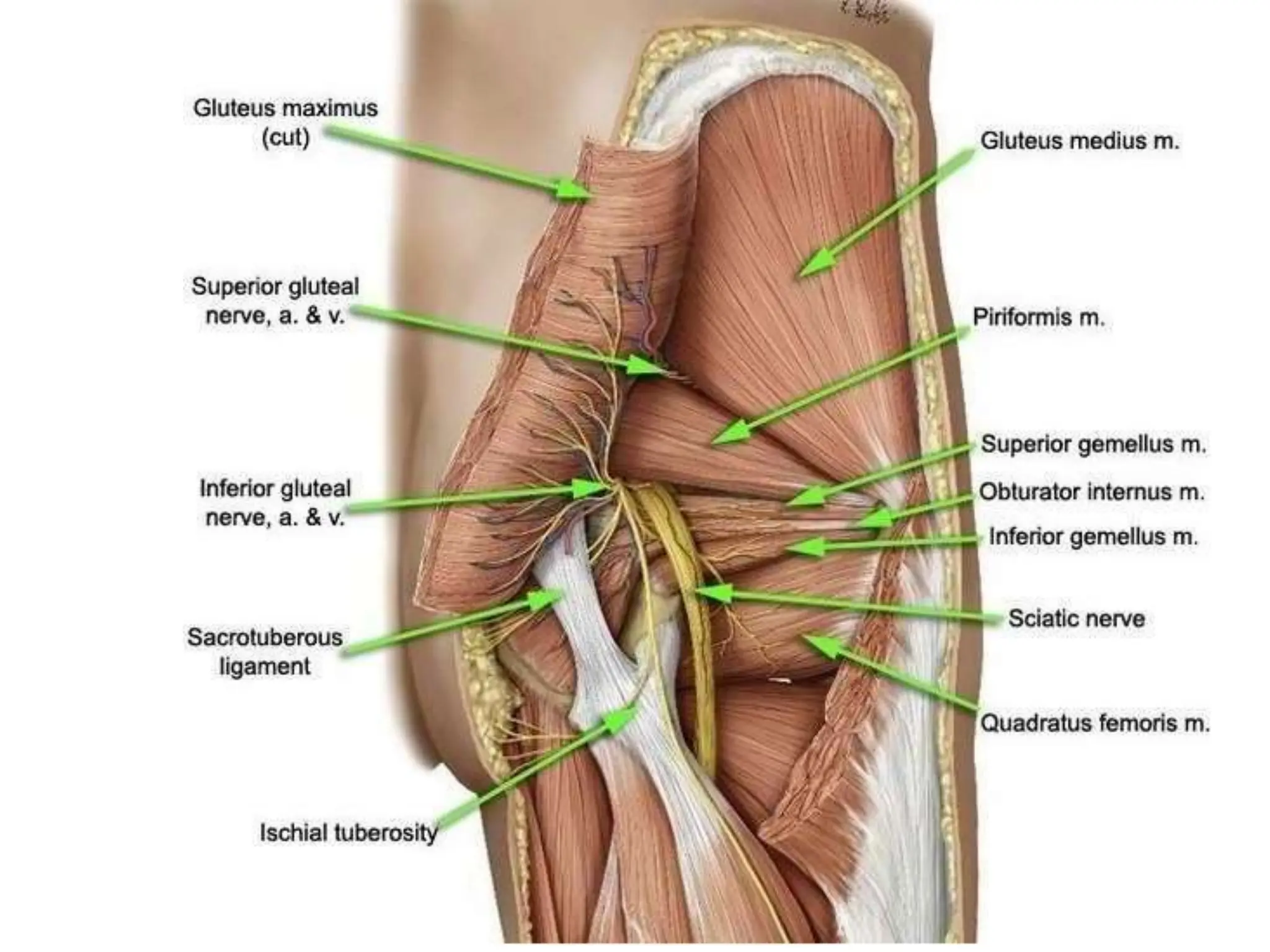 Sciatic Window Sciatic Nerve Anatomy | PPTX