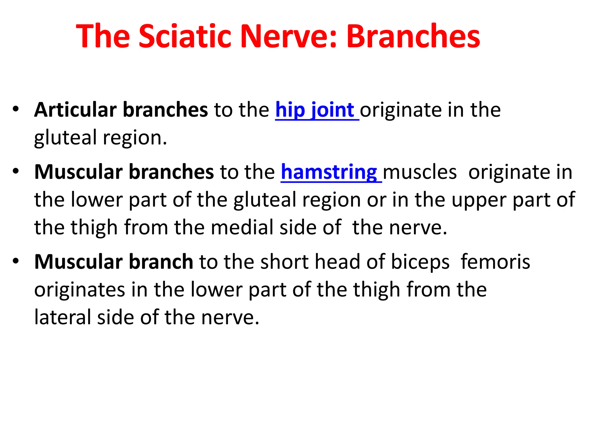 Sciatic Nerve Anatomy Biology Diagrams
