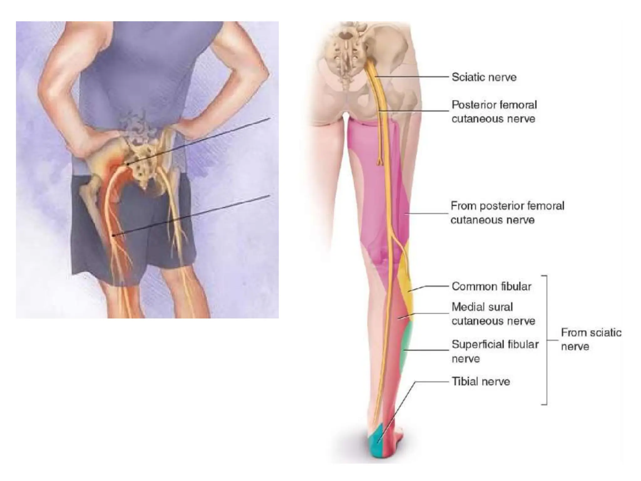 The Sciatic Nerve Is A Combination Of Which Two Nerves Sciatic Nerve Anatomy | PPT