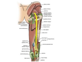Sciatic Window Sciatic Nerve Anatomy | PPTX