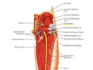 Sciatic Window Sciatic Nerve Anatomy | PPTX