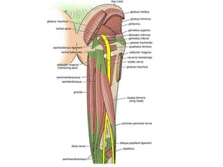 Sciatic Window Sciatic Nerve Anatomy | PPTX