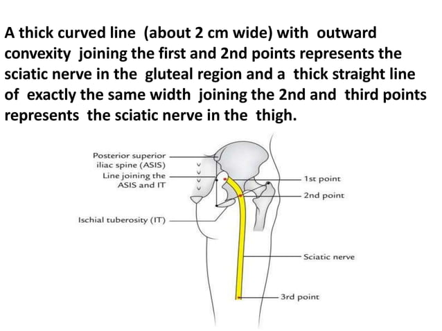 Sciatic Window Sciatic Nerve Anatomy | PPTX
