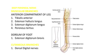 ANATOMY OF SCIATIC NERVE AND FOOT DROP | PPTX