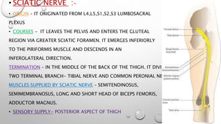 • SCIATIC NERVE :-
• ORIGIN – IT ORIGINATED FROM L4,L5,S1,S2,S3 LUMBOSACRAL
PLEXUS
• COURSES - IT LEAVES THE PELVIS AND ENTERS THE GLUTEAL
REGION VIA GREATER SCIATIC FORAMEN. IT EMERGES INFERIORLY
TO THE PIRIFORMIS MUSCLE AND DESCENDS IN AN
INFEROLATERAL DIRECTION.
TERMINATION – IN THE MIDDLE OF THE BACK OF THE THIGH. IT DIVIDED INTO
TWO TERMINAL BRANCH- TIBIAL NERVE AND COMMON PERONIAL NERVE.
MUSCLES SUPPLIED BY SCIATIC NERVE – SEMITENDINOSUS,
SEMIMEMBRANOSUS, LONG AND SHORT HEAD OF BICEPS FEMORIS,
ADDUCTOR MAGNUS.
• SENSORY SUPPLY- POSTERIOR ASPECT OF THIGH
 