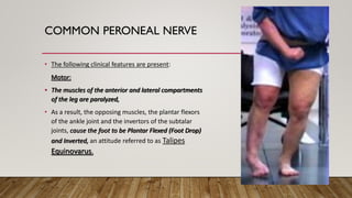 COMMON PERONEAL NERVE
• The following clinical features are present:
Motor:
• The muscles of the anterior and lateral compartments
of the leg are paralyzed,
• As a result, the opposing muscles, the plantar flexors
of the ankle joint and the invertors of the subtalar
joints, cause the foot to be Plantar Flexed (Foot Drop)
and Inverted, an attitude referred to as Talipes
Equinovarus.
 