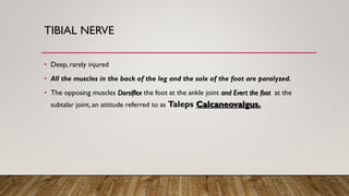 TIBIAL NERVE
• Deep, rarely injured
• All the muscles in the back of the leg and the sole of the foot are paralyzed.
• The opposing muscles Dorsiflex the foot at the ankle joint and Evert the foot at the
subtalar joint, an attitude referred to as Taleps Calcaneovalgus.
 