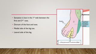 Sciatic Nerve PDF | PDF