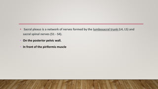 • Sacral plexus is a network of nerves formed by the lumbosacral trunk (L4, L5) and
sacral spinal nerves (S1 - S4).
• On the posterior pelvic wall.
• In front of the piriformis muscle
 