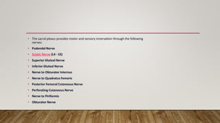 • The sacral plexus provides motor and sensory innervation through the following
nerves:
• Pudendal Nerve
• Sciatic Nerve (L4 - S3)
• Superior Gluteal Nerve
• Inferior Gluteal Nerve
• Nerve to Obturator Internus
• Nerve to Quadratus Femoris
• Posterior Femoral Cutaneous Nerve
• Perforating Cutaneous Nerve
• Nerve to Piriformis
• Obturator Nerve
 