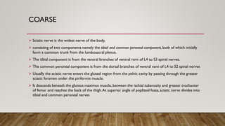 COARSE
➢ Sciatic nerve is the widest nerve of the body,
➢ consisting of two components namely the tibial and common peroneal component, both of which initially
form a common trunk from the lumbosacral plexus.
➢ The tibial component is from the ventral branches of ventral rami of L4 to S3 spinal nerves.
➢ The common peroneal component is from the dorsal branches of ventral rami of L4 to S2 spinal nerves
➢ Usually the sciatic nerve enters the gluteal region from the pelvic cavity by passing through the greater
sciatic foramen under the piriformis muscle.
➢ It descends beneath the gluteus maximus muscle, between the ischial tuberosity and greater trochanter
of femur and reaches the back of the thigh.At superior angle of popliteal fossa, sciatic nerve divides into
tibial and common peroneal nerves
 