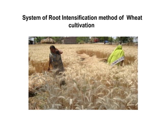 System of Root Intensification method of Wheat
                  cultivation
 