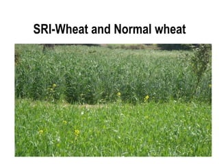 SRI-Wheat and Normal wheat
 