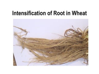 Intensification of Root in Wheat
 