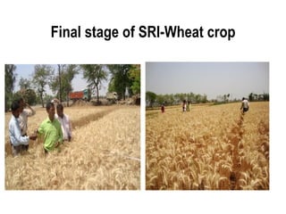Final stage of SRI-Wheat crop
 