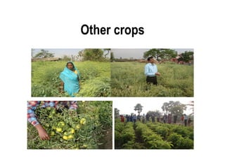 Other crops
 