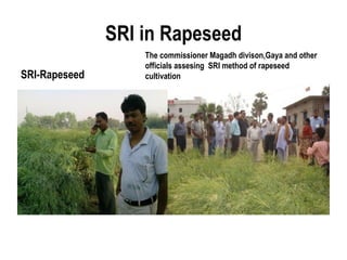 SRI in Rapeseed
                   The commissioner Magadh divison,Gaya and other
                   officials assesing SRI method of rapeseed
SRI-Rapeseed       cultivation
 