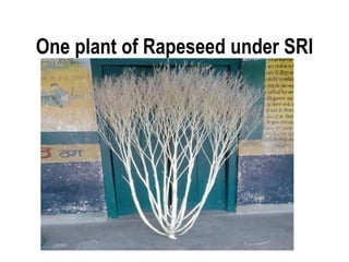 One plant of Rapeseed under SRI
 