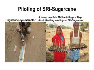 Piloting of SRI-Sugarcane
                          A farmer couple in Matihani village in Gaya
Sugarcane eye extractor   district holding seedlings of SRI-Sugarcane
 
