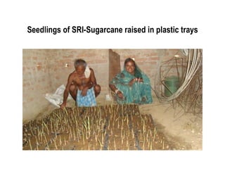 Seedlings of SRI-Sugarcane raised in plastic trays
 