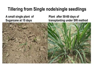 Tillering from Single node/single seedlings
A small single plant of   Plant after 50-60 days of
Sugarcane at 15 days      transplanting under SRI method
 