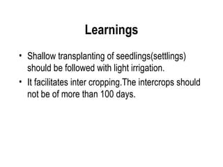 Learnings
• Shallow transplanting of seedlings(settlings)
  should be followed with light irrigation.
• It facilitates inter cropping.The intercrops should
  not be of more than 100 days.
 