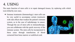 4. USING
The main function of stem cells is to repair damaged tissues, by replacing cells which
were killed by new ones.
➔ Immune treatments (Immunology): stem cells can
be very useful to accompany certain treatments
with side effects that weaken the patient's immune
system, as in the case of radiotherapy in cancer.
Through the use of stem cells in immunotherapy,
you can collaborate with the quick recovery of the
immune system. The stem cells be incorporated in
these cases through transfusions of blood
extracted from bone marrow or umbilical cord.
 