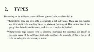 2. TYPES
Depending on its ability to create different types of cells are classified in:
➔Totipotents: they are cells able to originate a full individual. These are the zygotes
and first eight cells resulting from its division (blastocyst) This means that if the
group of cells is divided into two, each form a complete individual.
➔Pluripotents: they cannot form a complete individual but maintain the ability to
originate every of the cell types that make up them. An example of this is the set of
cells including the late blastocyst inside.
 