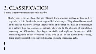 3. CLASSIFICATION
Second where come from stem cells may be:
➔Embryonic cells: are those that are obtained from a human embryo of four or five
days old. It is in the development stage called a blastocyst. They should be removed
in the state of blastocyst through the placement of the inner cell mass of the blastocyst
in a culture dish that contains a nutrient-rich broth. In the absence of stimulation
necessary to differentiate, they begin to divide and replicate themselves, while
maintaining their ability to become in any type of cell in the human body. Finally,
these undifferentiated cells can be stimulated to create specialized cells.
 