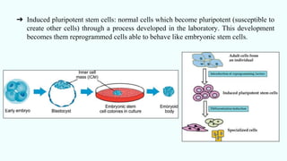 ➔ Induced pluripotent stem cells: normal cells which become pluripotent (susceptible to
create other cells) through a process developed in the laboratory. This development
becomes them reprogrammed cells able to behave like embryonic stem cells.
 