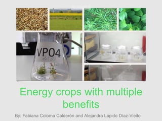 Energy crops with multiple
benefits
By: Fabiana Coloma Calderón and Alejandra Lapido Díaz-Vieito
 