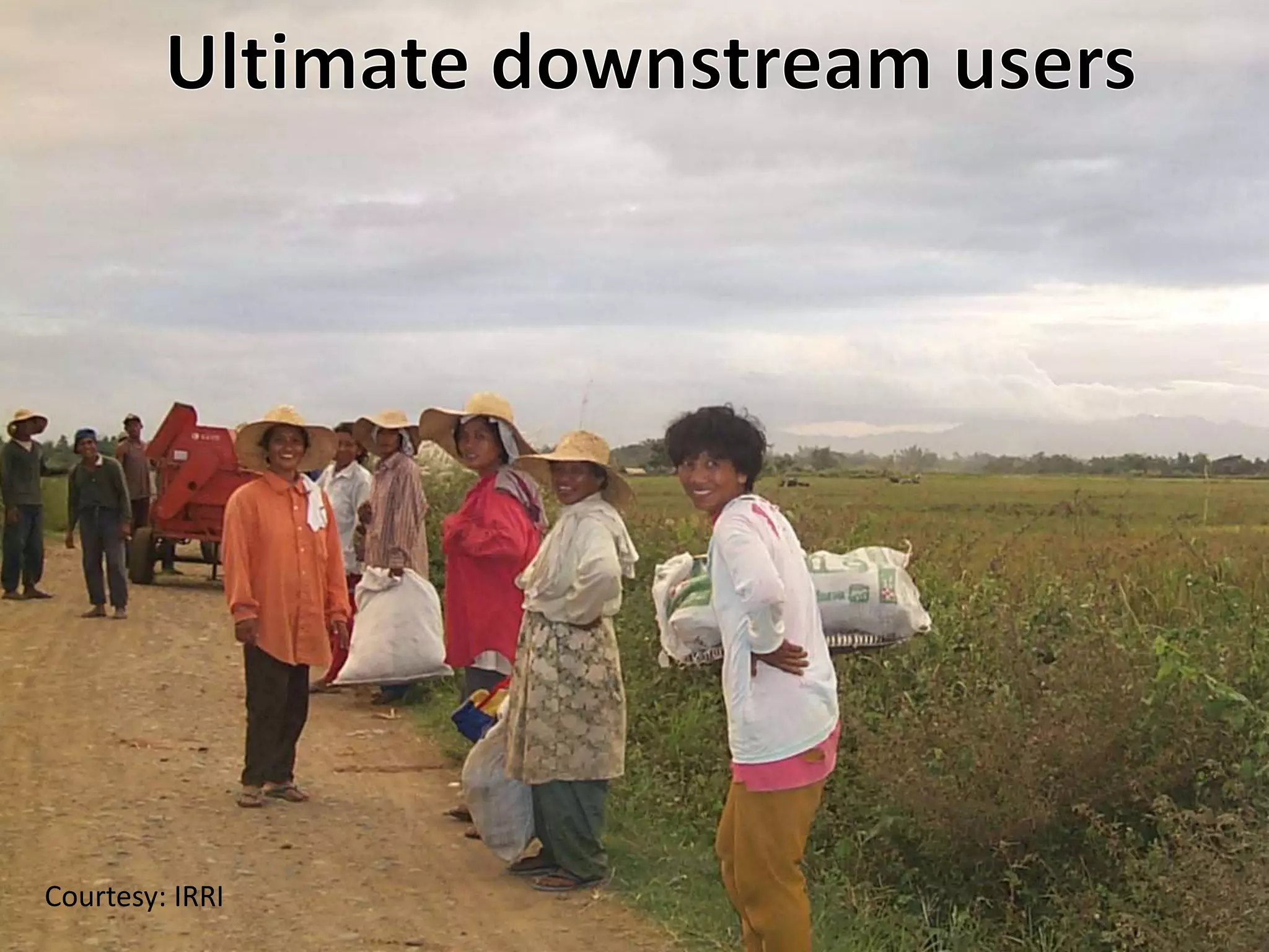 Courtesy: IRRI
 