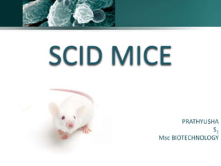 SCID MICE
PRATHYUSHA
S2
Msc BIOTECHNOLOGY
 