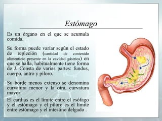 Estómago Es un órgano en el que se acumula comida.  Su forma puede variar según el estado de repleción  ( cantidad de contenido alimenticio presente en la cavidad gástrica )  en que se halla, habitualmente tiene forma de J. Consta de varias partes: fundus, cuerpo, antro y píloro .  Su borde menos extenso se denomina curvatura menor y la otra, curvatura mayor. El cardias es el límite entre el esófago y el estómago y el píloro es el límite entre estómago y el intestino delgado .  