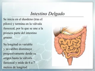 Intestino Delgado Se inicia en el duodeno (tras el píloro) y termina en la válvula ileocecal, por la que se une a la primera parte del intestino  grueso.  Su longitud es variable y su calibre disminuye  progresivamente desde su origen hasta la válvula ileocecal y mide de 6 a 7 metros de longitud. 