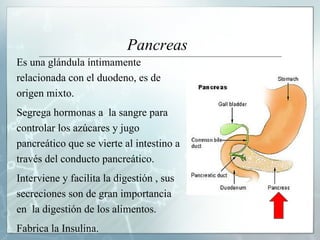 Pancreas Es una glándula íntimamente relacionada con el duodeno, es de  origen mixto. Segrega hormonas a  la sangre para  controlar los azúcares y jugo  pancreático que se vierte al intestino a  través del conducto pancreático.  Interviene y facilita la digestión , sus  secreciones son de gran importancia  en  la digestión de los alimentos. Fabrica la Insulina . 