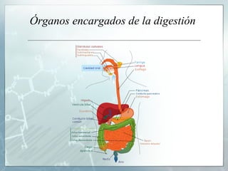 Órganos encargados de la digestión  