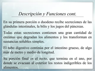 Descripción y Funciones cont. En su primera porción o duodeno recibe secreciones de las glándulas intestinales, la bilis y los jugos del páncreas.  Todas estas secreciones contienen una gran cantidad de enzimas que degradan los alimentos y los transforman en sustancias solubles simples.  El tubo digestivo continúa por el intestino grueso, de algo más de metro y medio de longitud.  Su porción final es el recto, que termina en el ano, por donde se evacuan al exterior los restos indigeribles de los alimentos. 