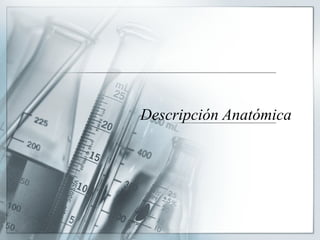 Descripción Anatómica  